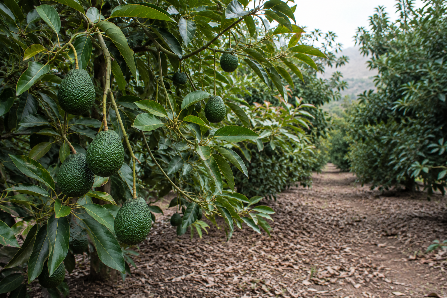 Peruvian frozen fruit origin and processing program