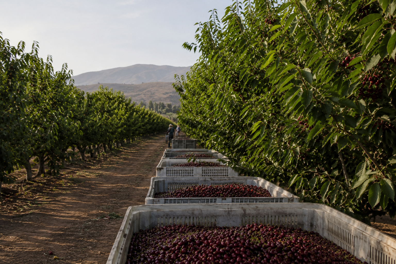 Chilean frozen fruit origin and processing program