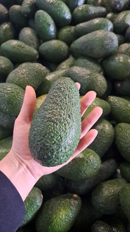 Palta Hass Chilena - 5kg
