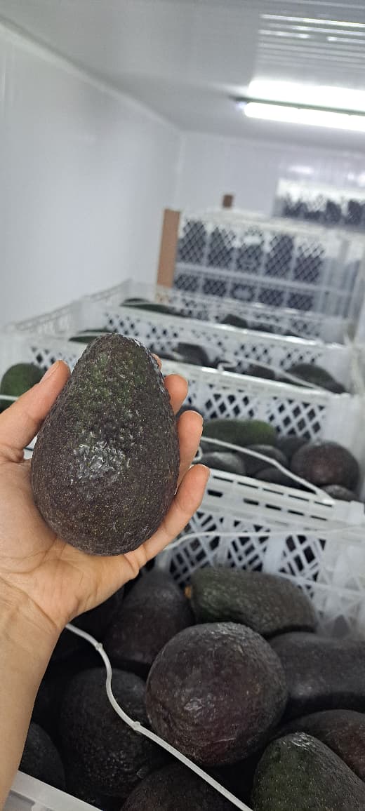 Palta Hass Chilena - 5kg
