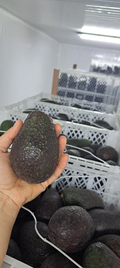 Palta Hass Chilena - 5kg