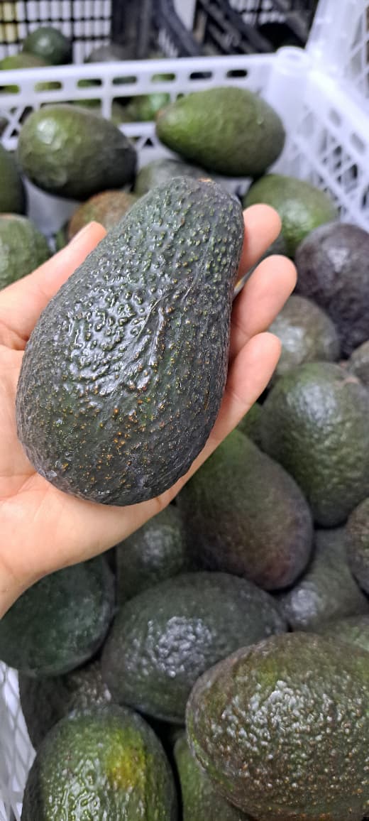 Palta Hass Chilena - 5kg
