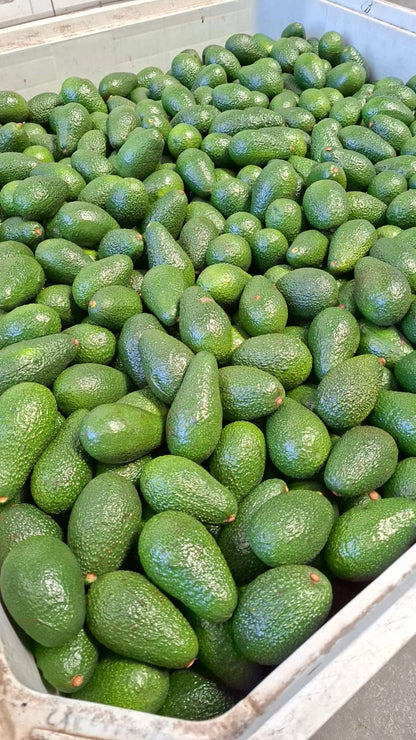 Palta Hass Chilena - 5kg