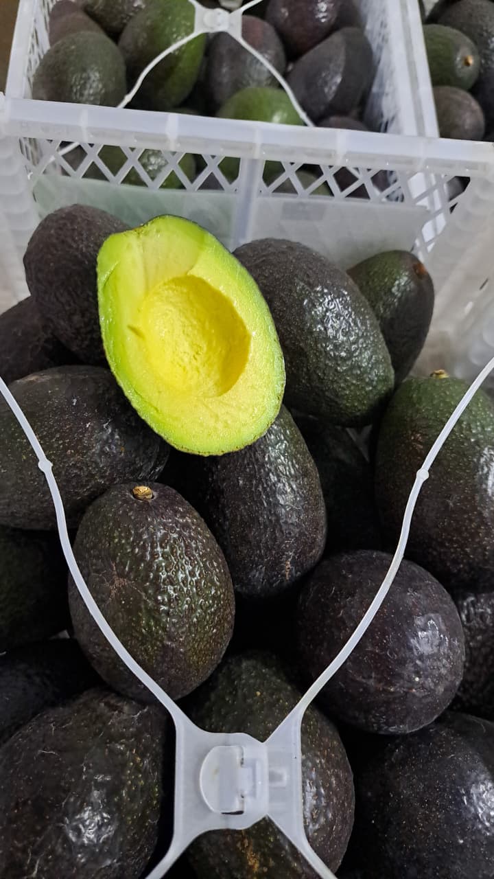 Palta Hass Chilena - 5kg