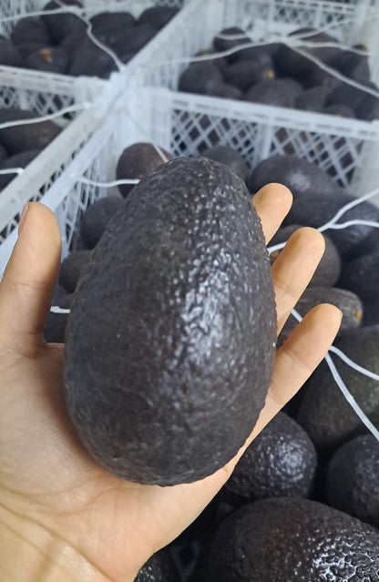 Palta Hass Chilena - 5kg