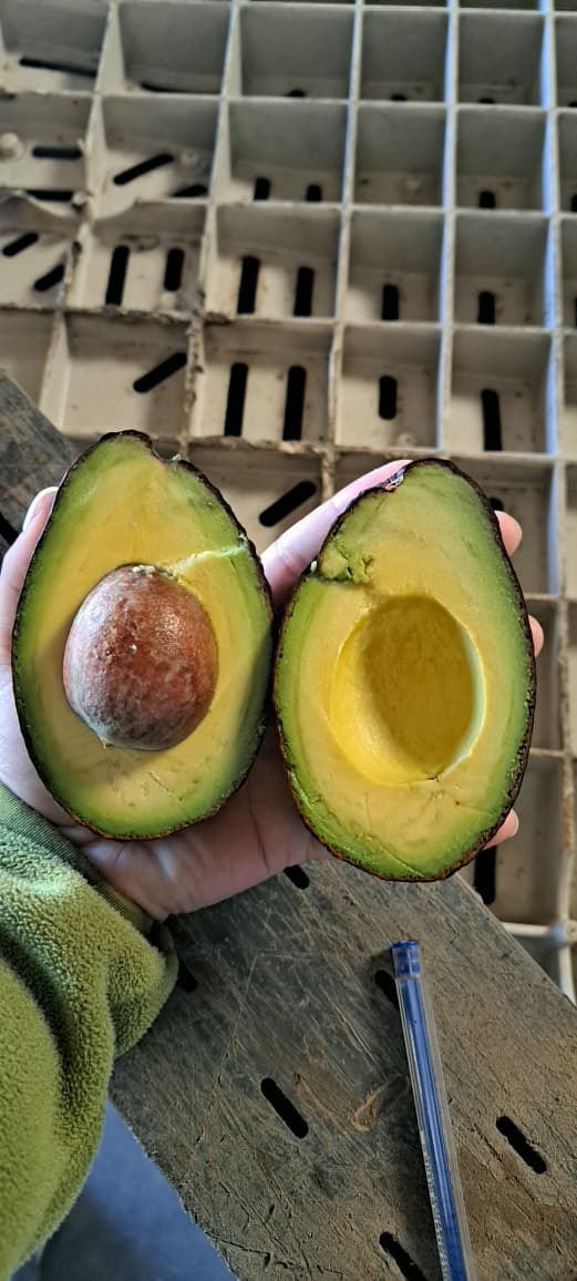 Palta Hass Chilena - 5kg