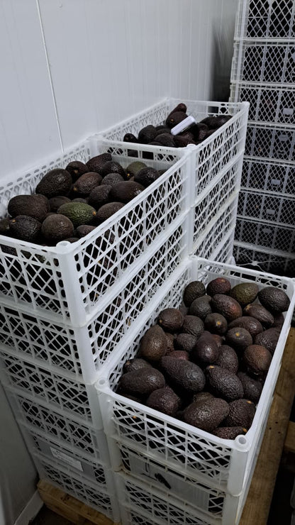Palta Hass Chilena - 5kg