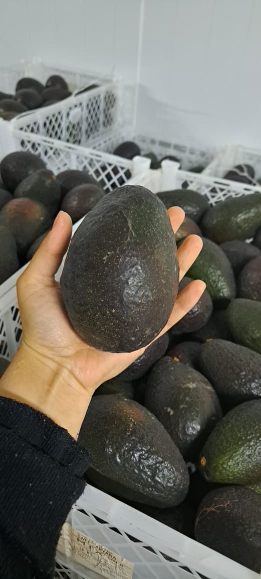 Palta Hass Chilena - 5kg