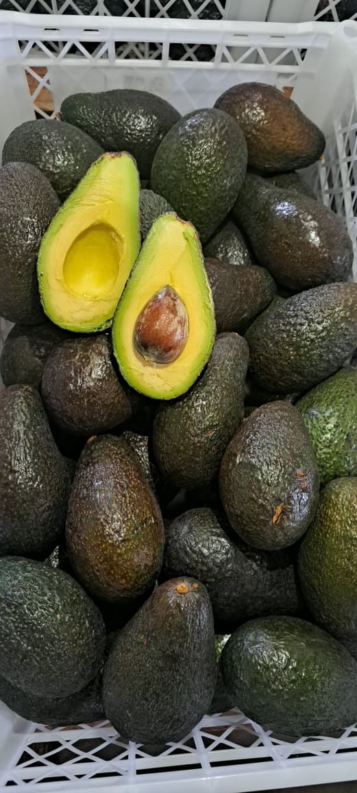 Palta Hass Chilena - 5kg