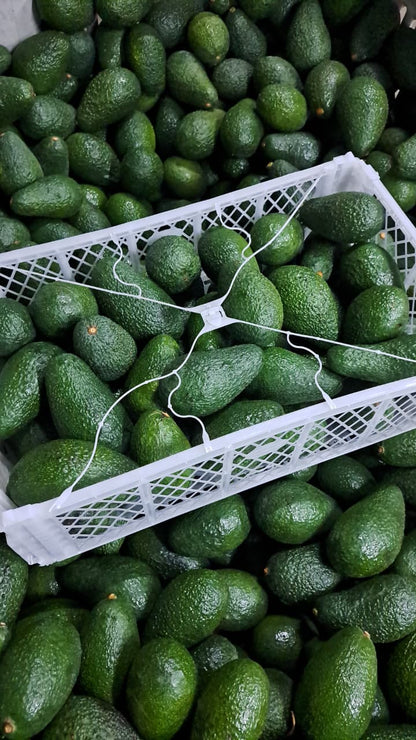 Palta Hass Chilena - 5kg